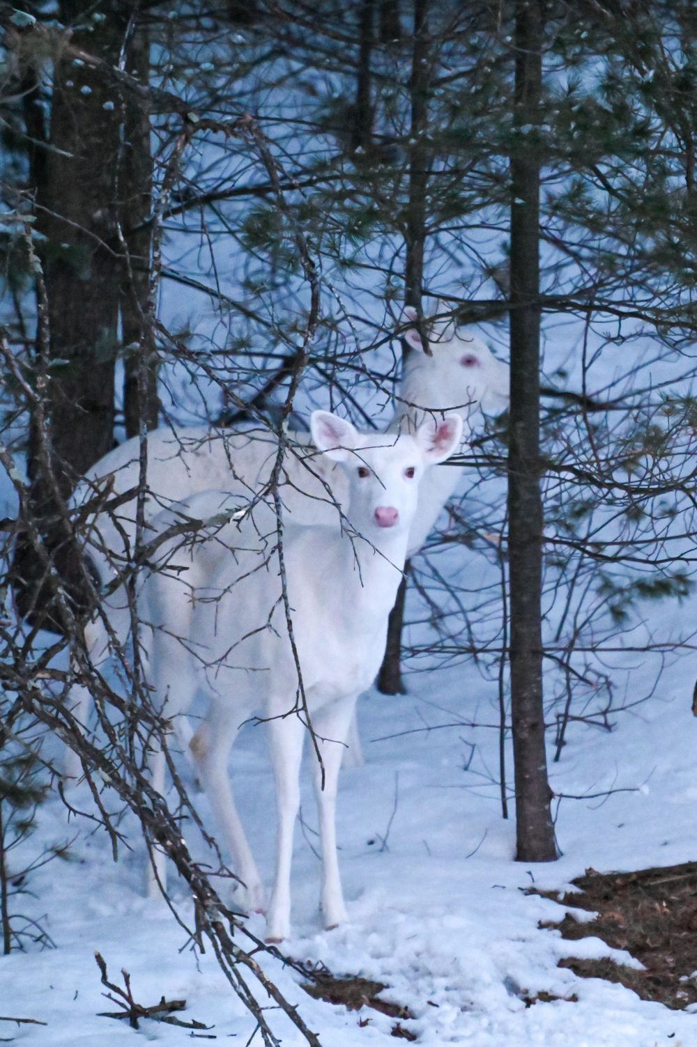 Two rare albino white deer stand among snow-covered pine trees in a winter woodland setting.