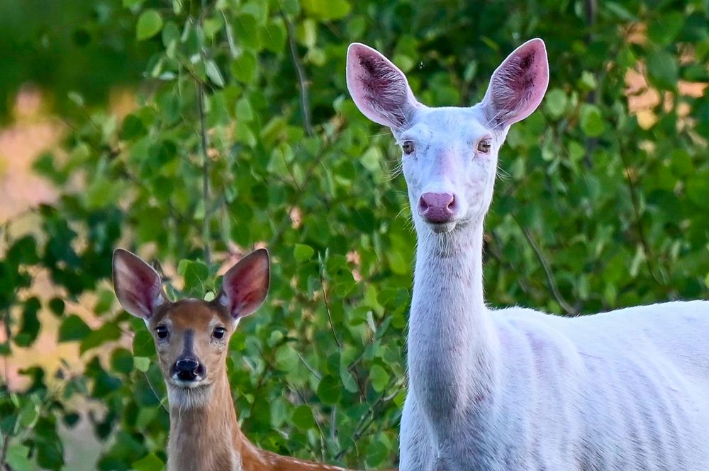 An albino white deer and a normal brown fawn stand together among green leafy bushes.