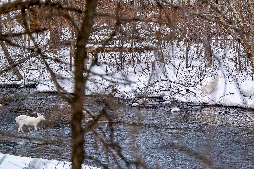 A rare albino white deer crosses a partially frozen stream in a snowy winter landscape.