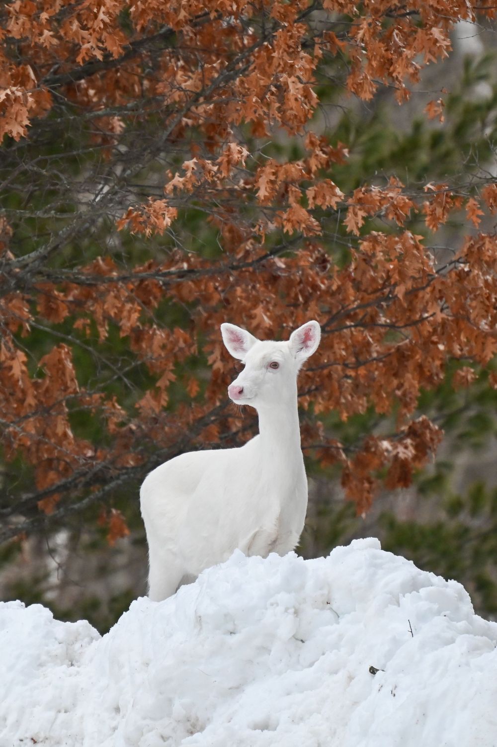Rare albino white deer stands atop a snow mound beneath oak trees with russet autumn leaves.