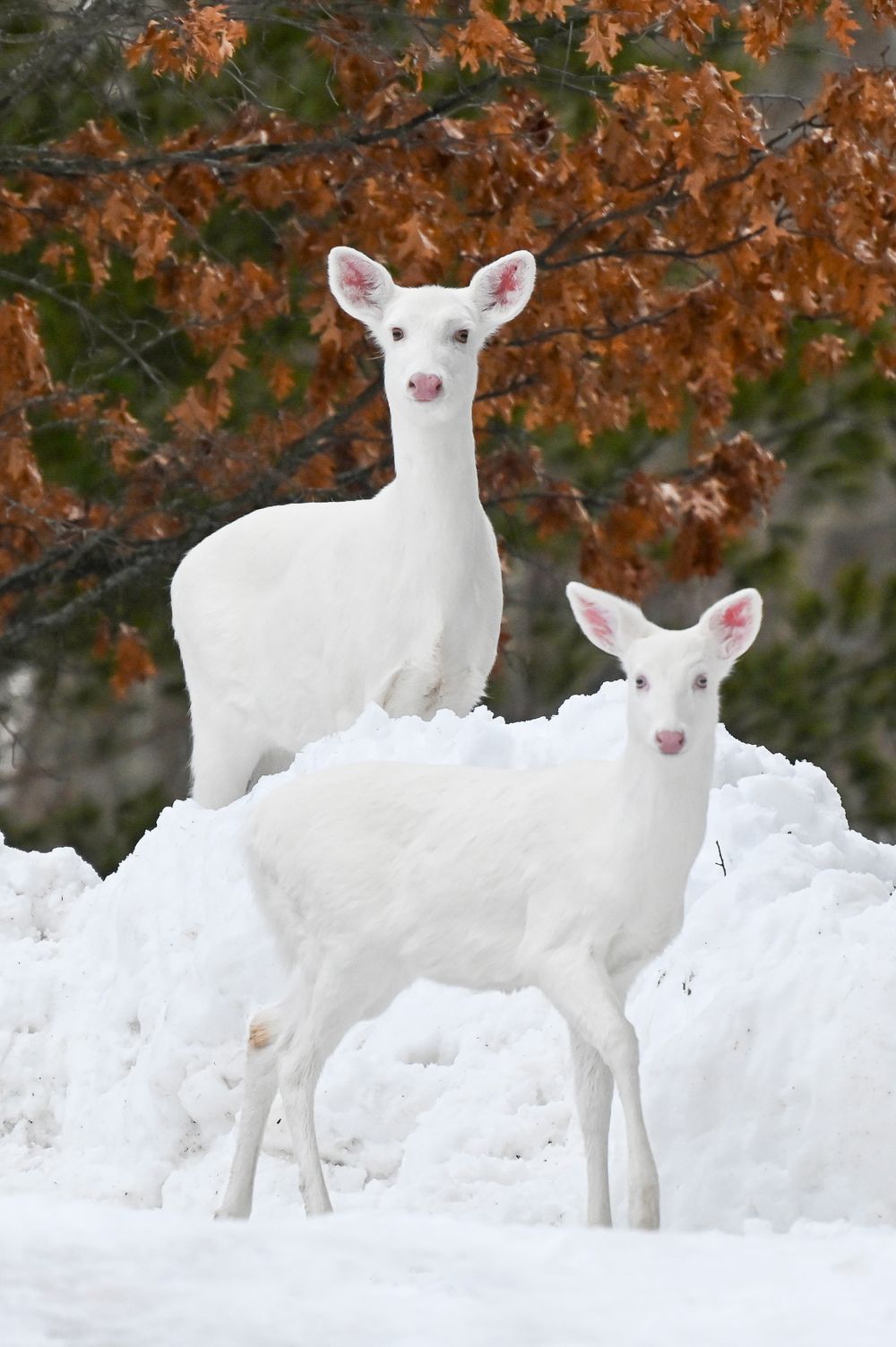 Two albino white deer stand on a snowy hill surrounded by oak trees with brown winter leaves.
