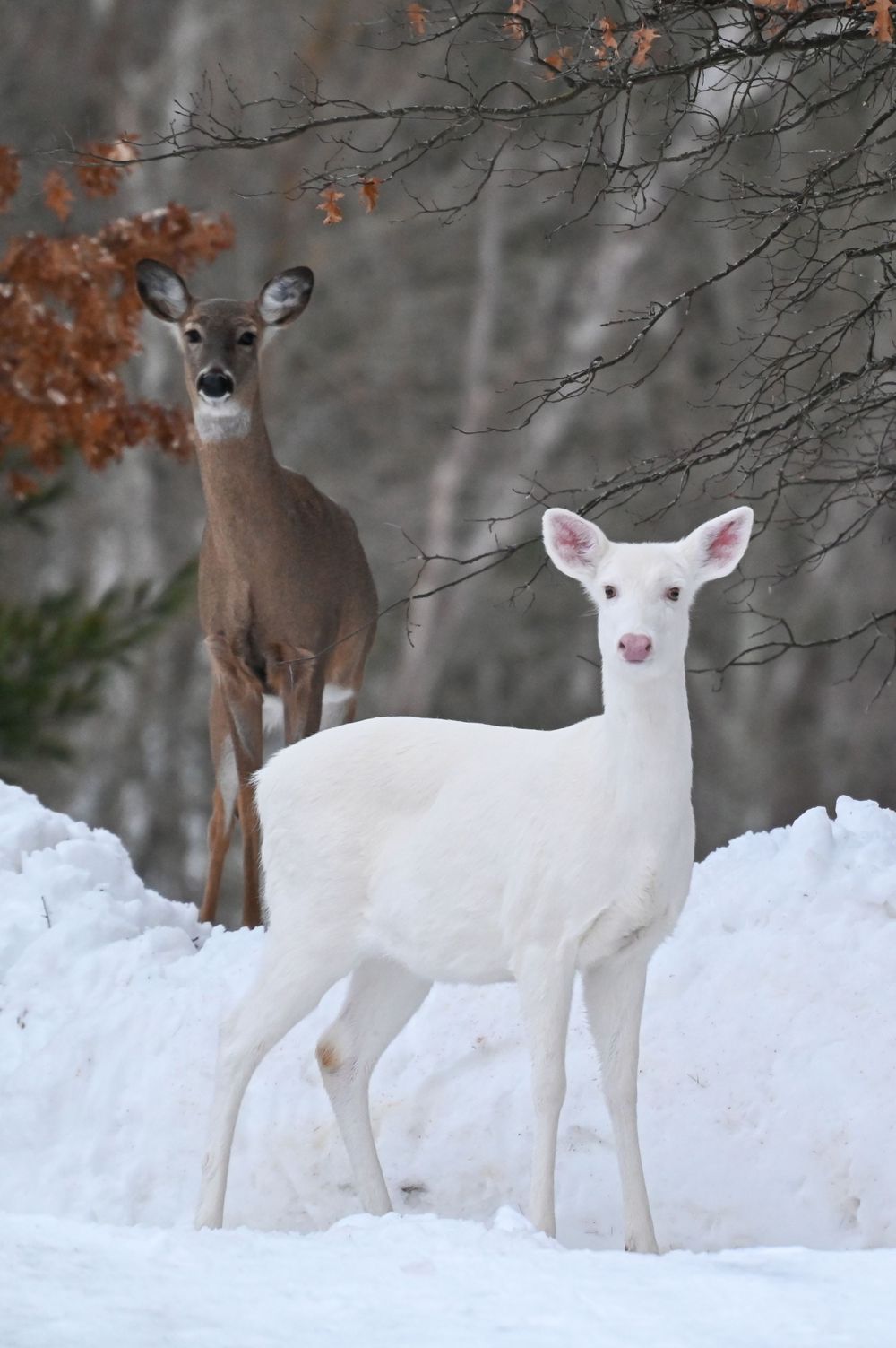 A rare white albino deer stands in snow beside a normal brown deer in a winter forest scene.