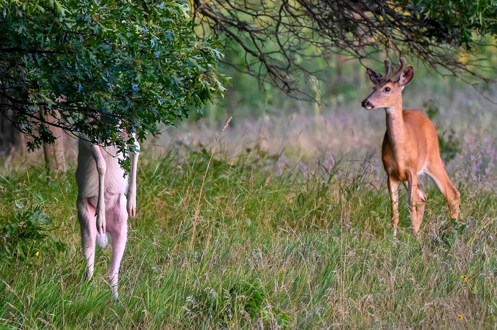 An albino white deer and a normal brown deer stand in a grassy meadow near a tree.