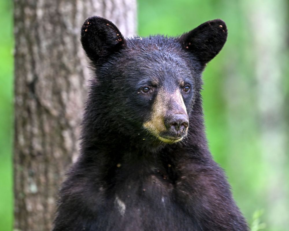 Young black bear cub standing upright near a tree in a lush green forest.