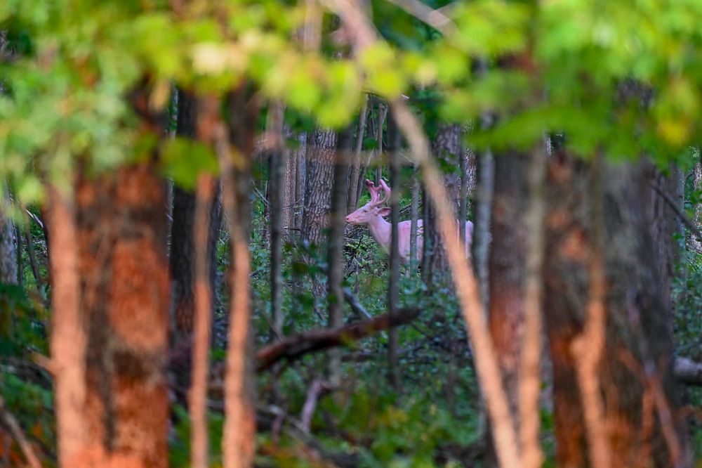 A deer partially hidden among dense forest trees and green undergrowth in a natural woodland environment.