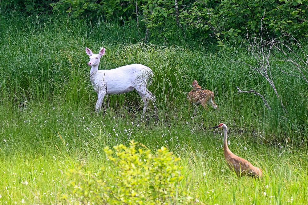Albino white-tailed deer fawn stands beside a normal fawn and sandhill crane in lush green meadow.