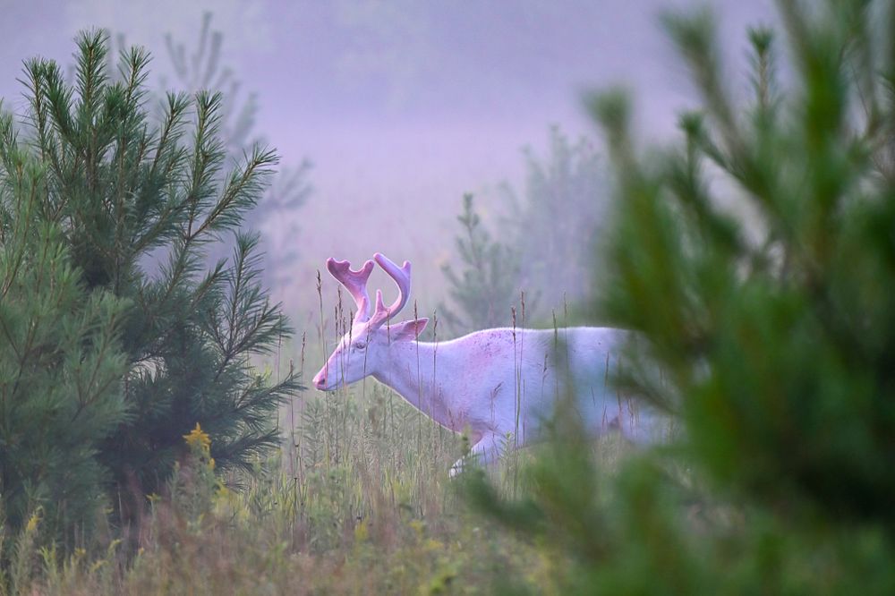 A white albino deer with pink antlers stands among green pine trees in a misty morning fog.