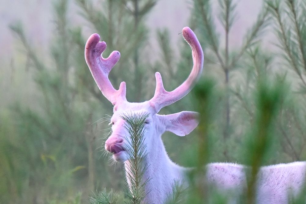 A rare white albino buck with pink velvet antlers stands among green pine trees in misty habitat.