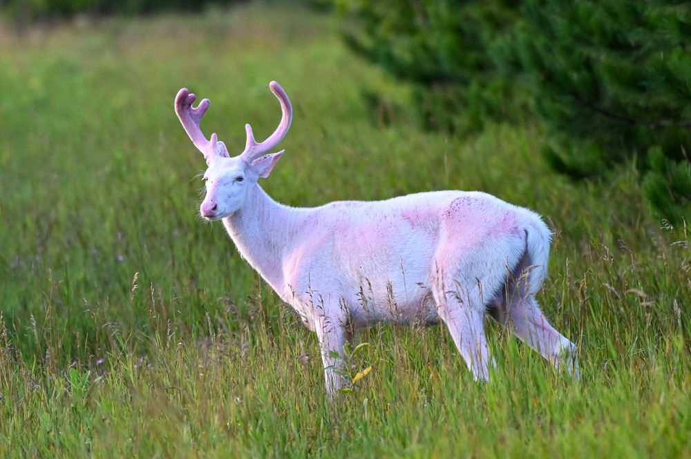 A rare albino white-tailed buck with small antlers stands in lush green summer meadow grass.