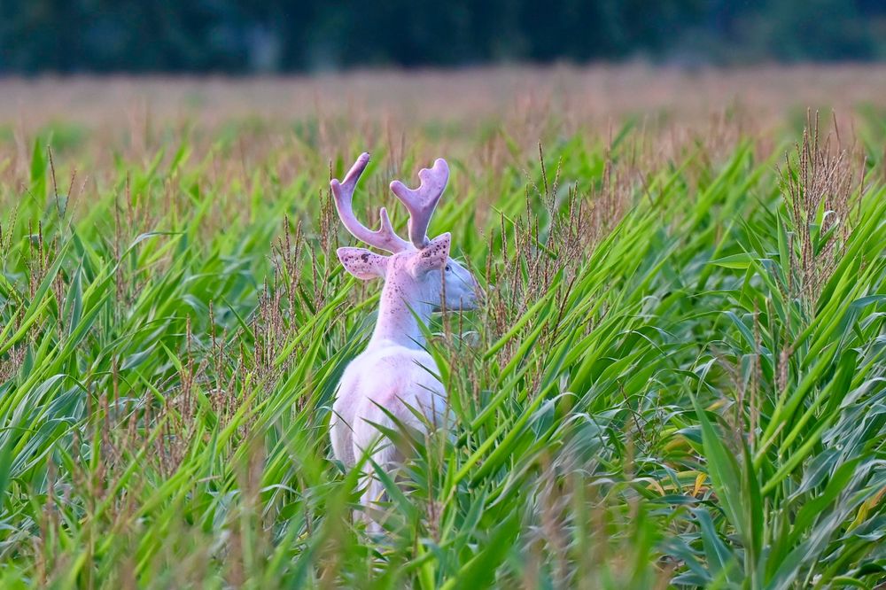 A rare white albino deer with antlers standing in a lush green field of tall grass.