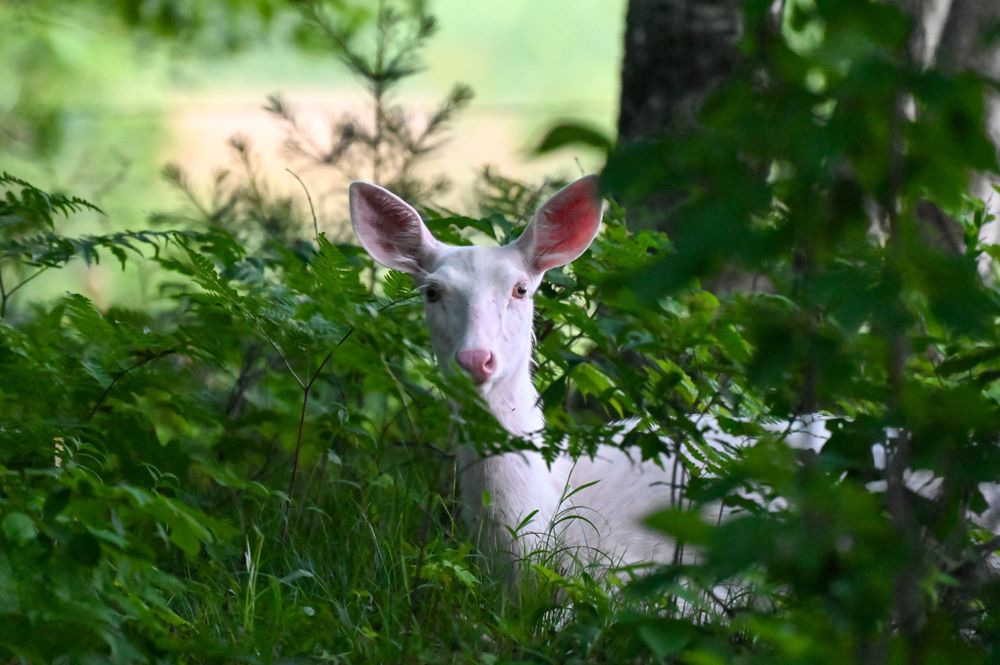 A white albino deer peers through lush green leaves and foliage in a summer forest.