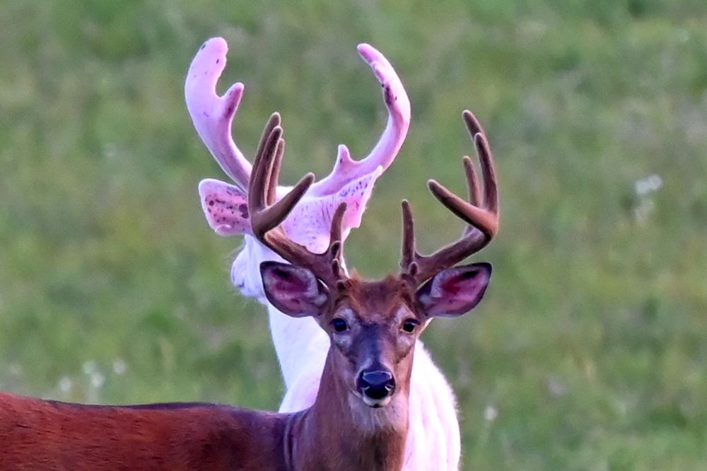 A white-tailed buck deer with velvet-covered antlers stands alert in a green meadow.