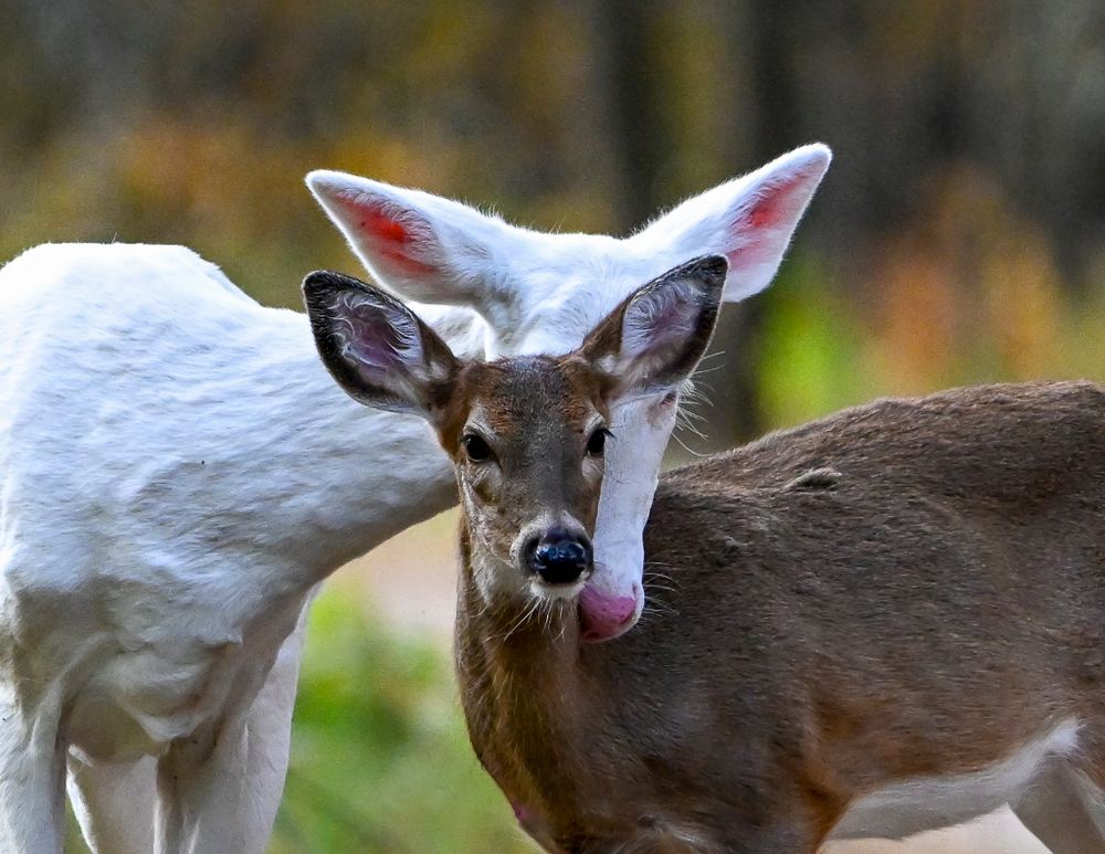 A rare white albino deer nuzzles a brown white-tailed deer in a forest setting.