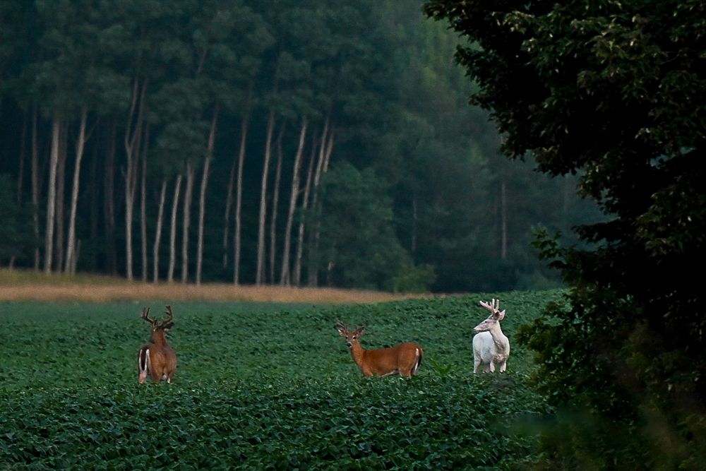 Three deer, including a rare white deer, graze at the edge of a lush green field bordered by tall forest trees.