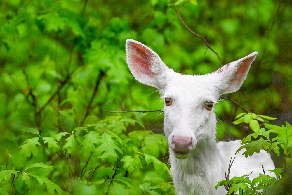 A white albino deer peers through vibrant green leaves in a woodland habitat.