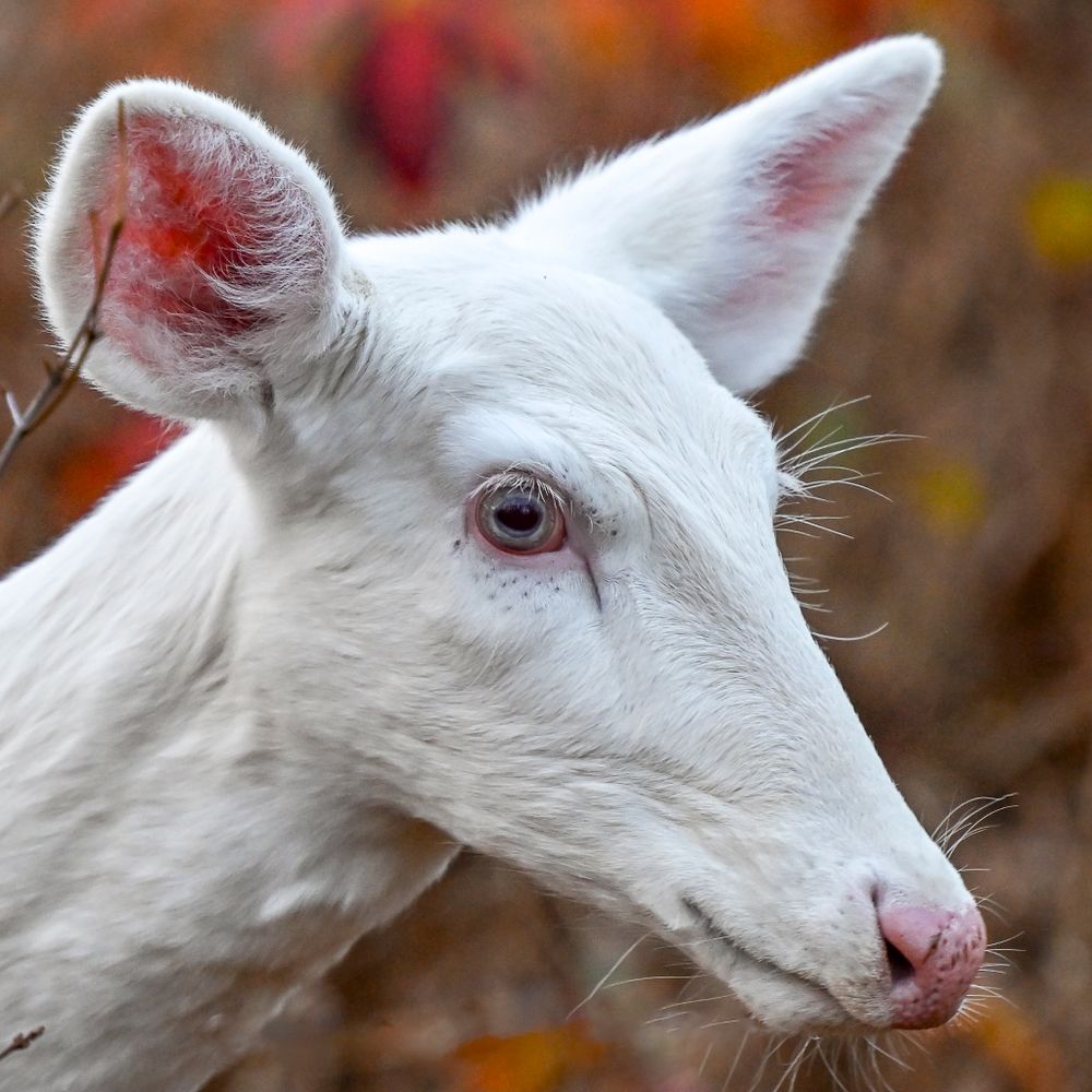 Close-up portrait of a rare white albino deer fawn with pink nose amid autumn foliage.