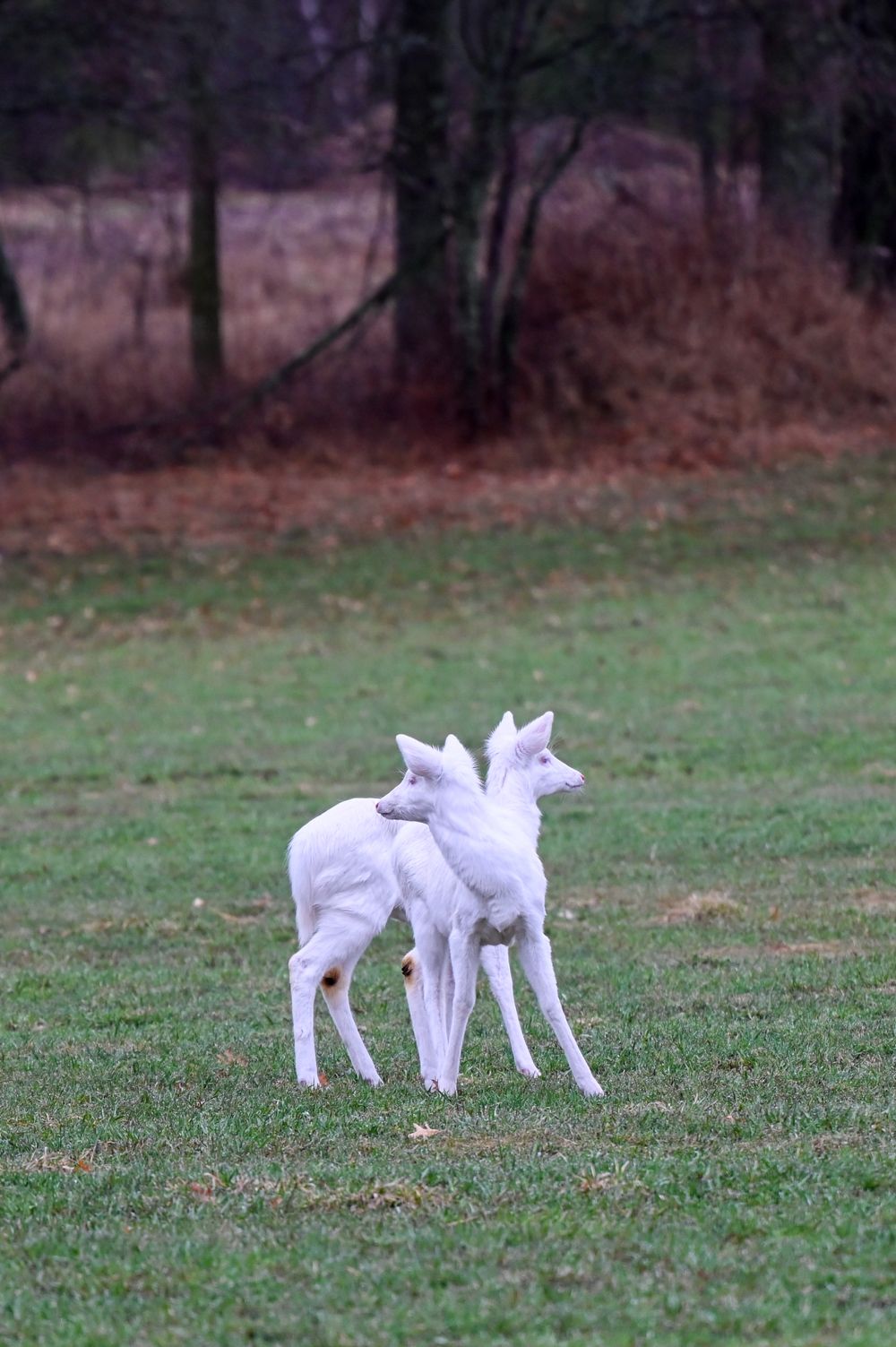 Two albino white deer stand close together on a green grassy field with trees in background.