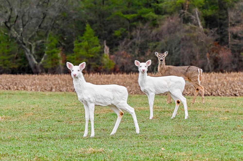 Two albino white deer and one brown deer stand together in a green meadow with forest backdrop.
