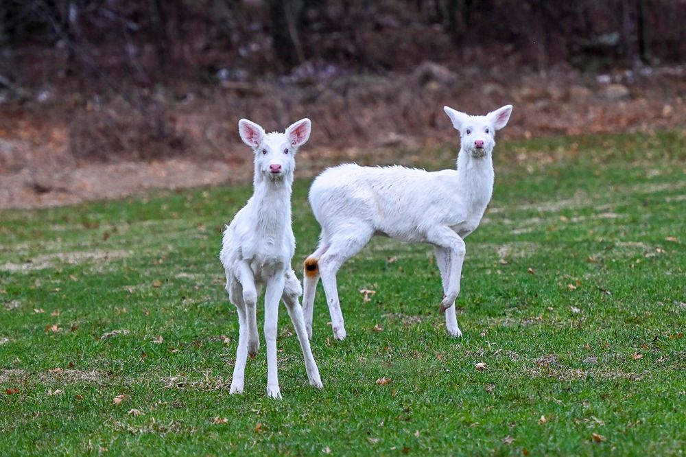 Two young albino white deer fawns stand alert on green grass in a natural outdoor setting.
