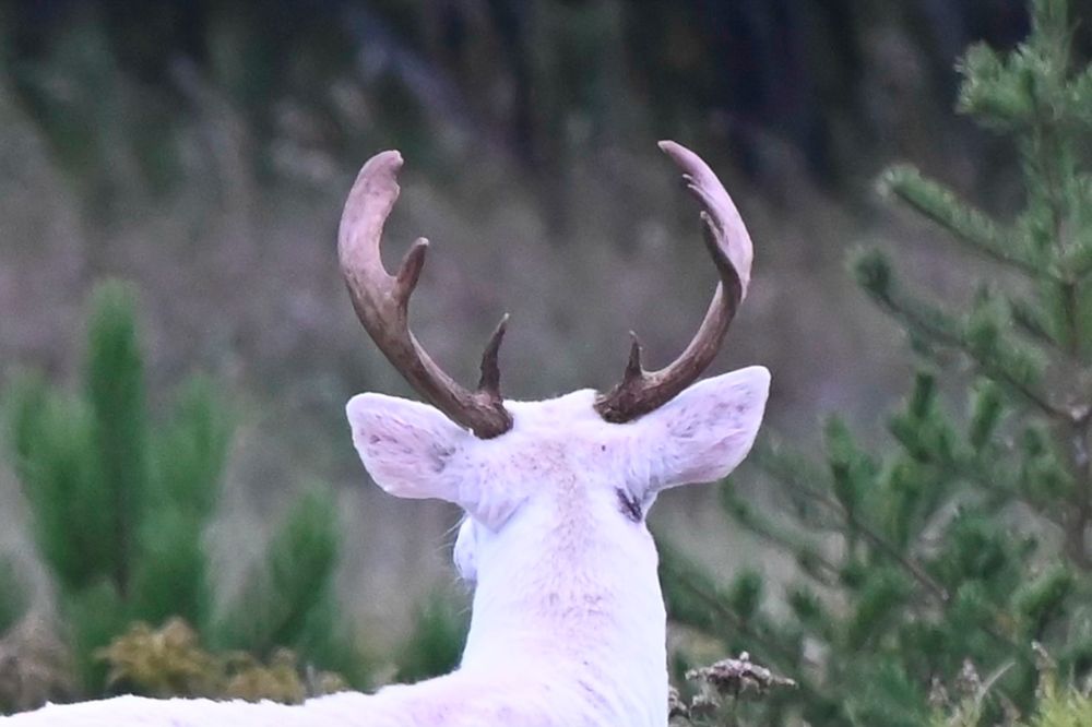 Rare white albino deer with large antlers resting among green pine trees in a forest setting.