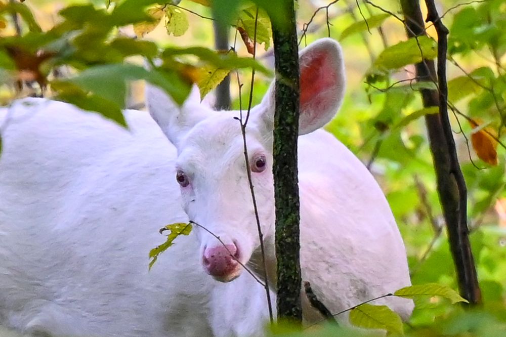 A white albino deer grazes on green leaves among autumn forest undergrowth.