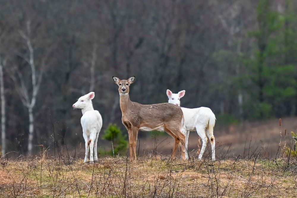 A brown doe stands between two albino white deer fawns in an autumn woodland clearing.