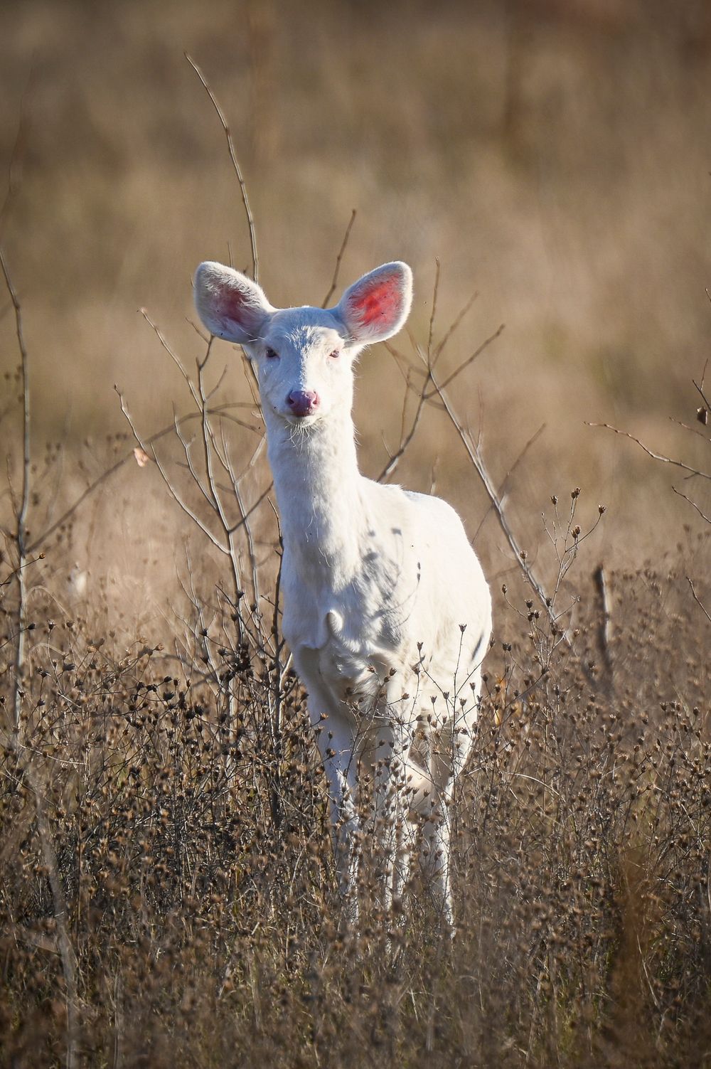 A rare albino white deer with pink ears stands alert in a field of dry golden grass.