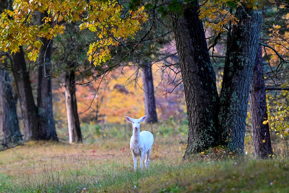 A small white albino deer stands watchfully among tall trees in a sunlit autumn forest clearing.
