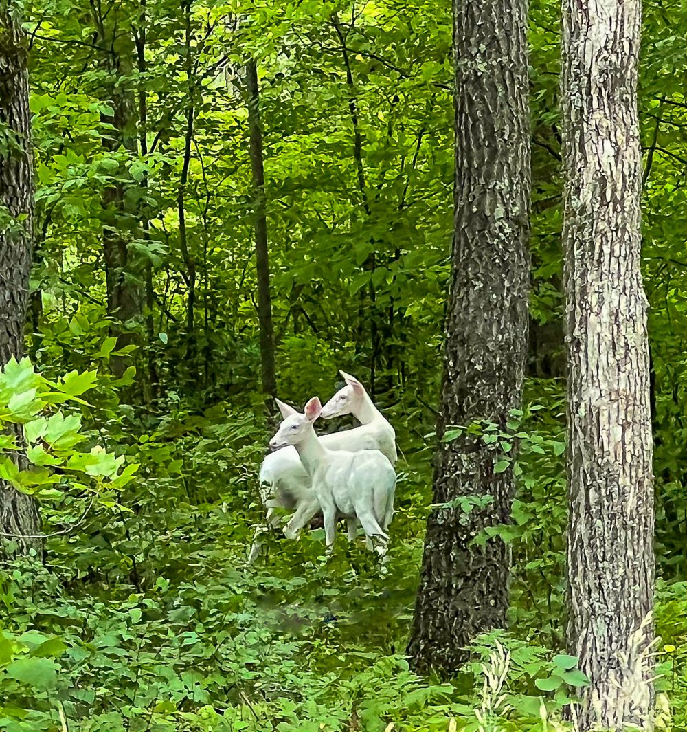 Two white albino deer stand together among lush green trees in a dense summer forest.