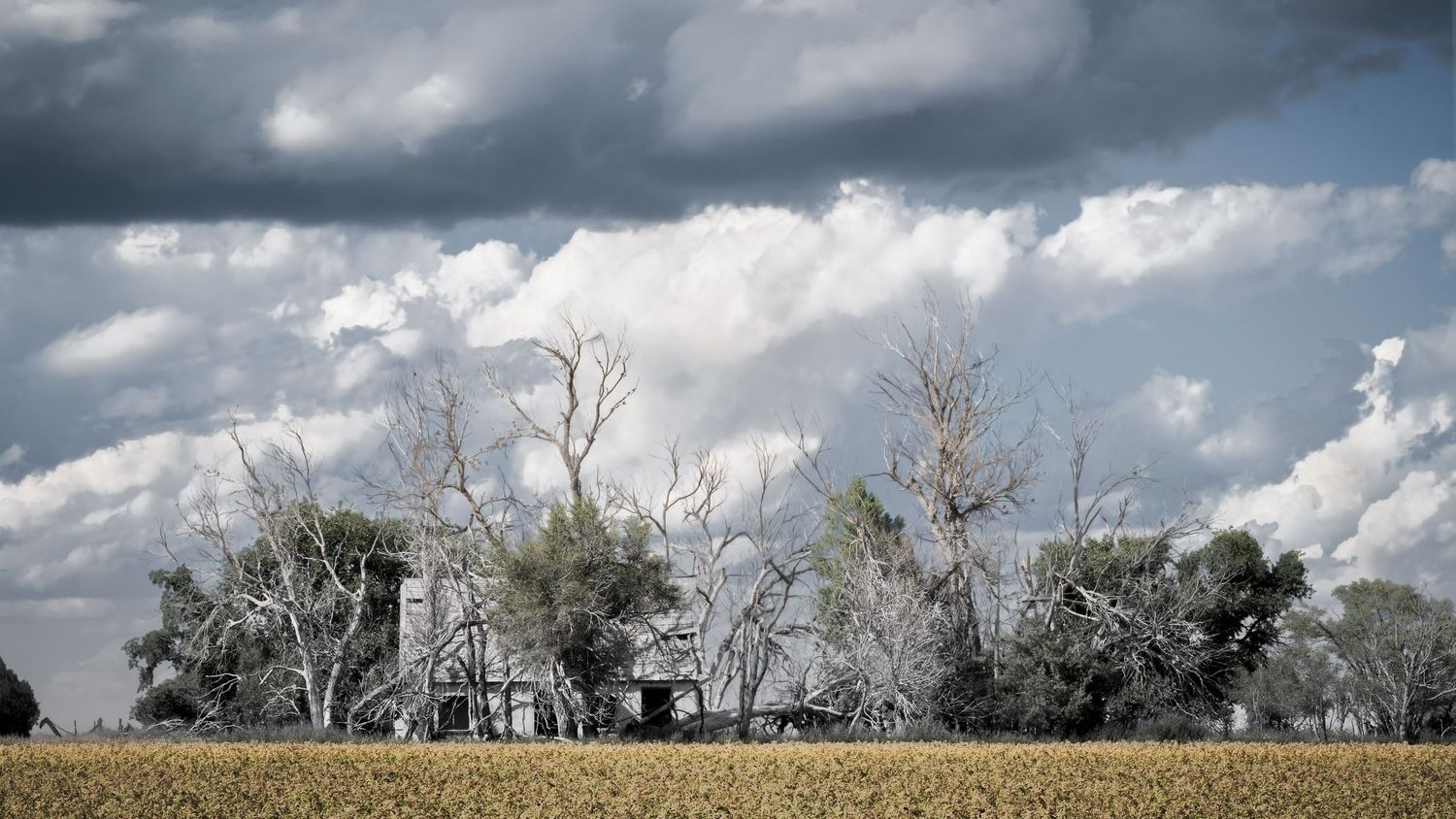 Row of bare trees line a rural field under billowing clouds.