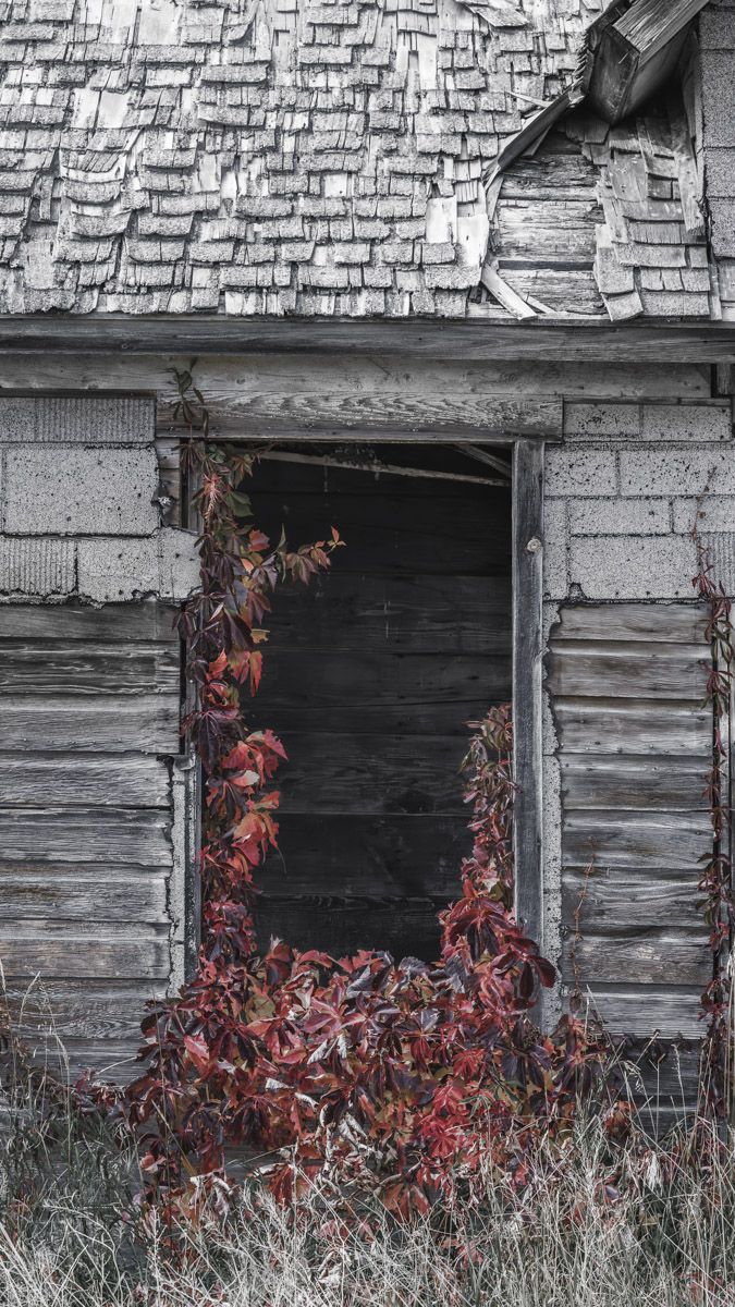 Decaying wooden window frame with red vines growing up the side of an abandoned building.