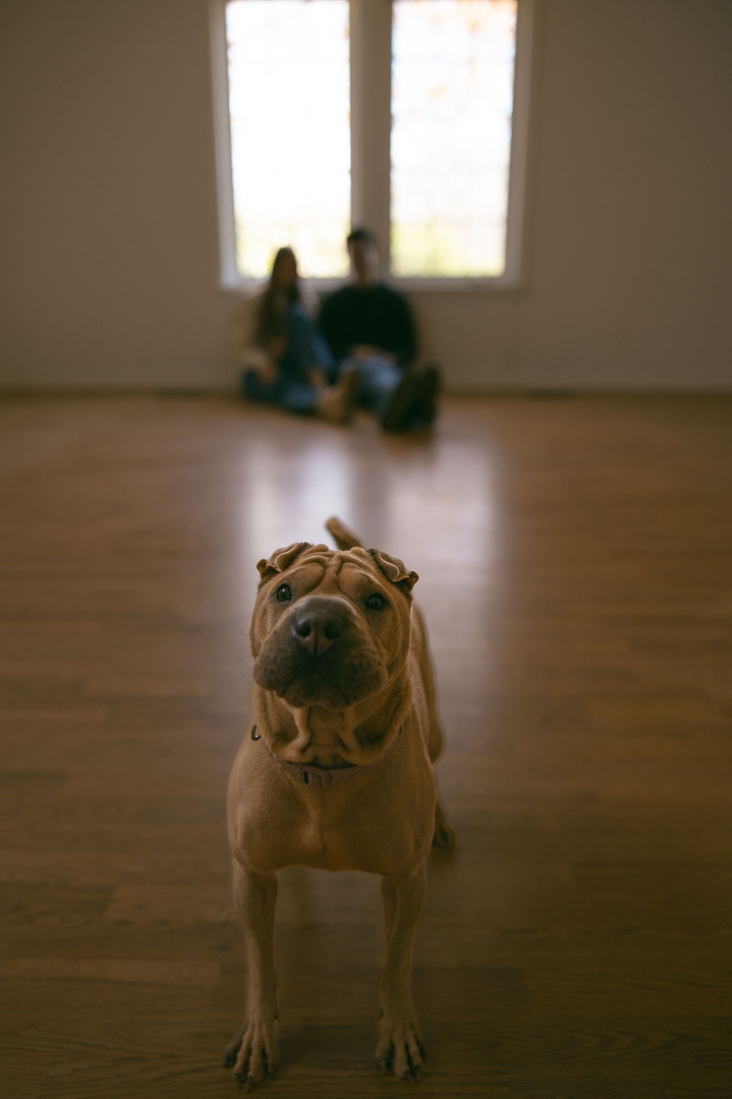 portrait of dog with couple in new home wood floors natural light