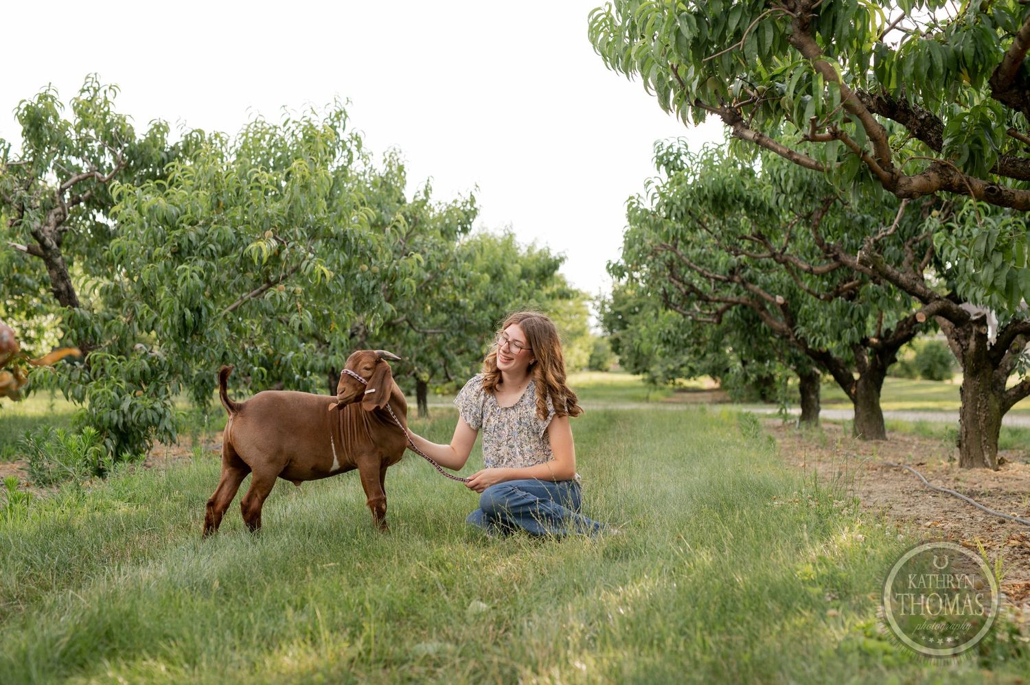 Brown goat and person relaxing in grassy orchard with fruit trees.