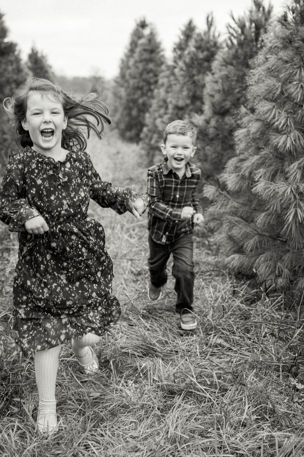 Joyful candid moments of children running and playing between rows of evergreen trees.