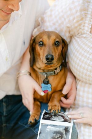 Holding an ultrasound photo with their brown dachshund dog for a pregnancy announcement. Engagement session at Rowan Oak in Oxford, Miss