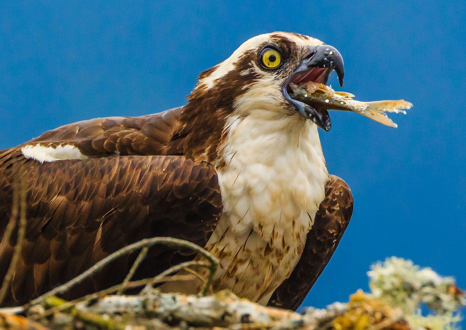 Osprey, Pitt Lake, Pitt Meadows