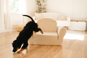 Black and white cat jumping onto light-colored armchair in bright room with hardwood floors.
