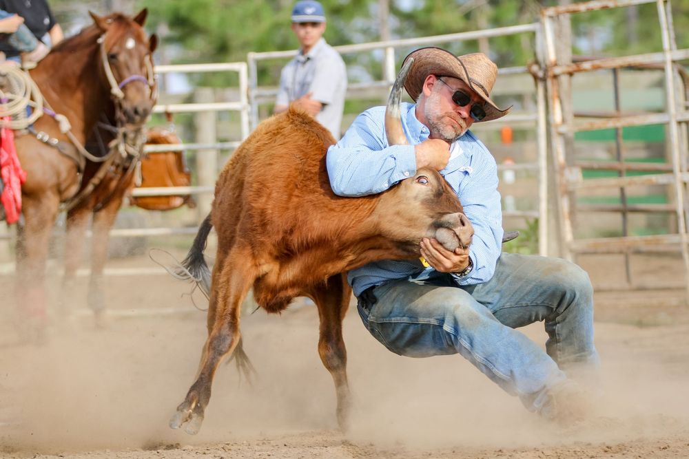 Chute dogger during rodeo competition.