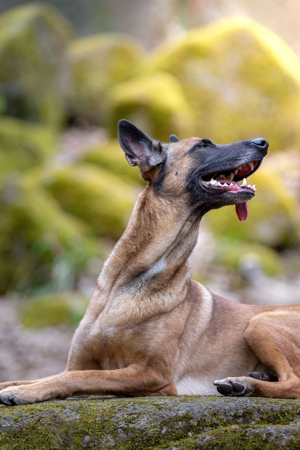 Chien / malinois / nature / mousse verte / soleil