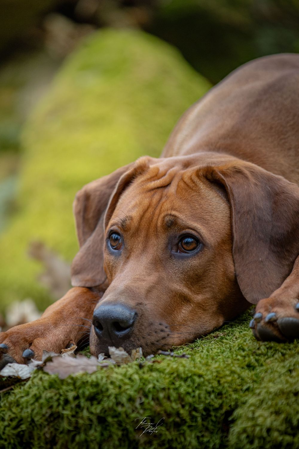 chien / rhodesian ridgeback / mousse verte / soleil / photo / portrait canin / Alsace