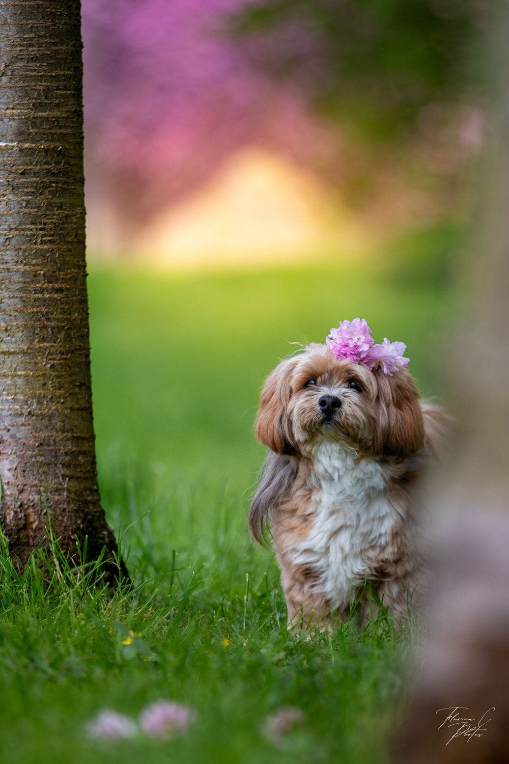 chien / petit chien / fleurs / fleurs roses / nature / printemps / photo / Alsace