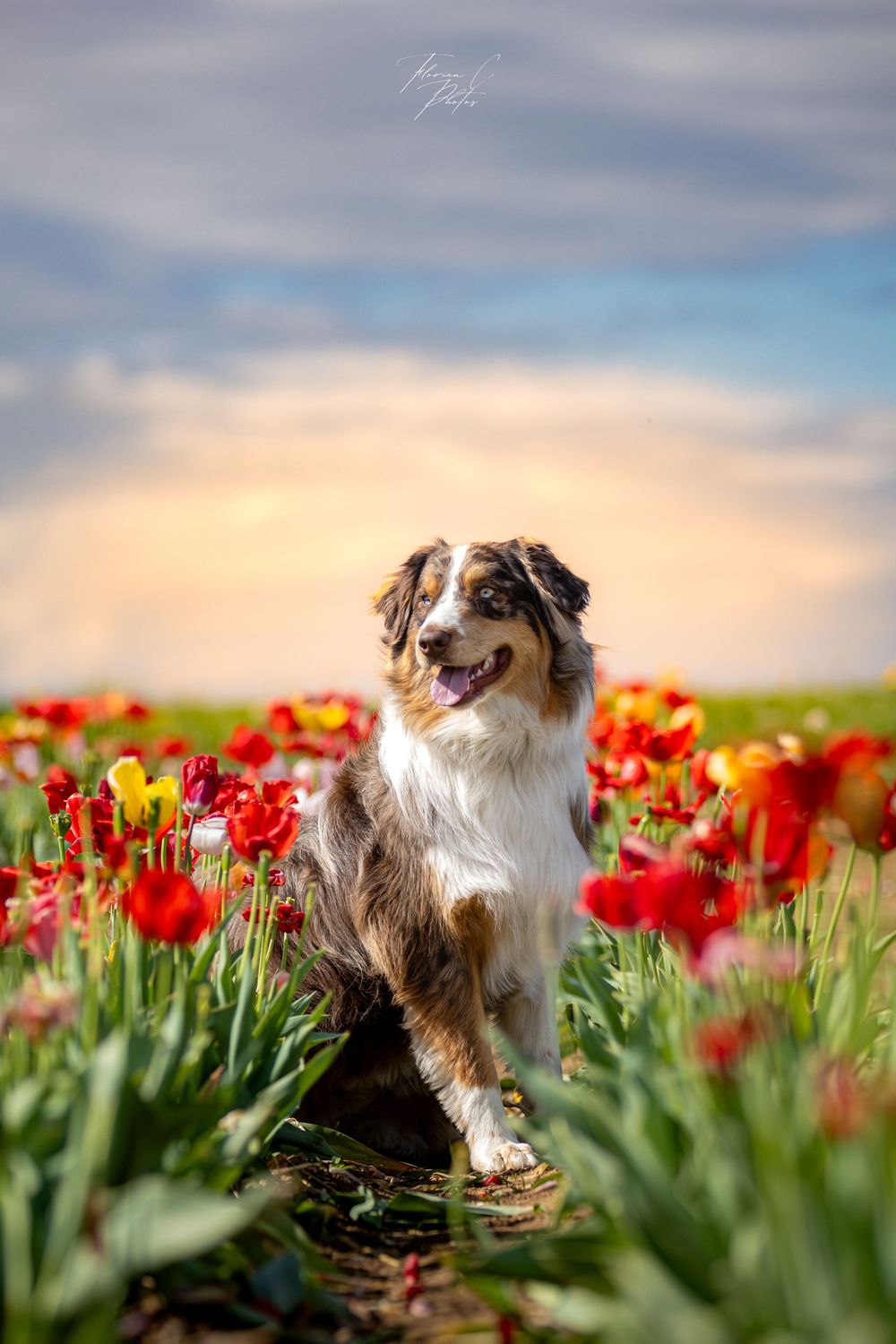 chien / berger australien / tulipes / photo / fleurs / portrait canin / Alsace