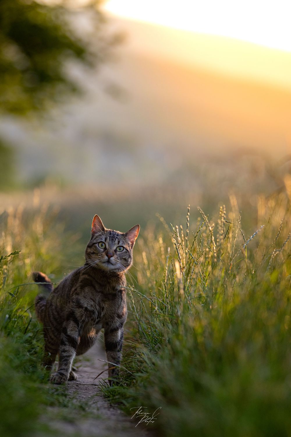 chat / nature / soleil / Alsace / photo