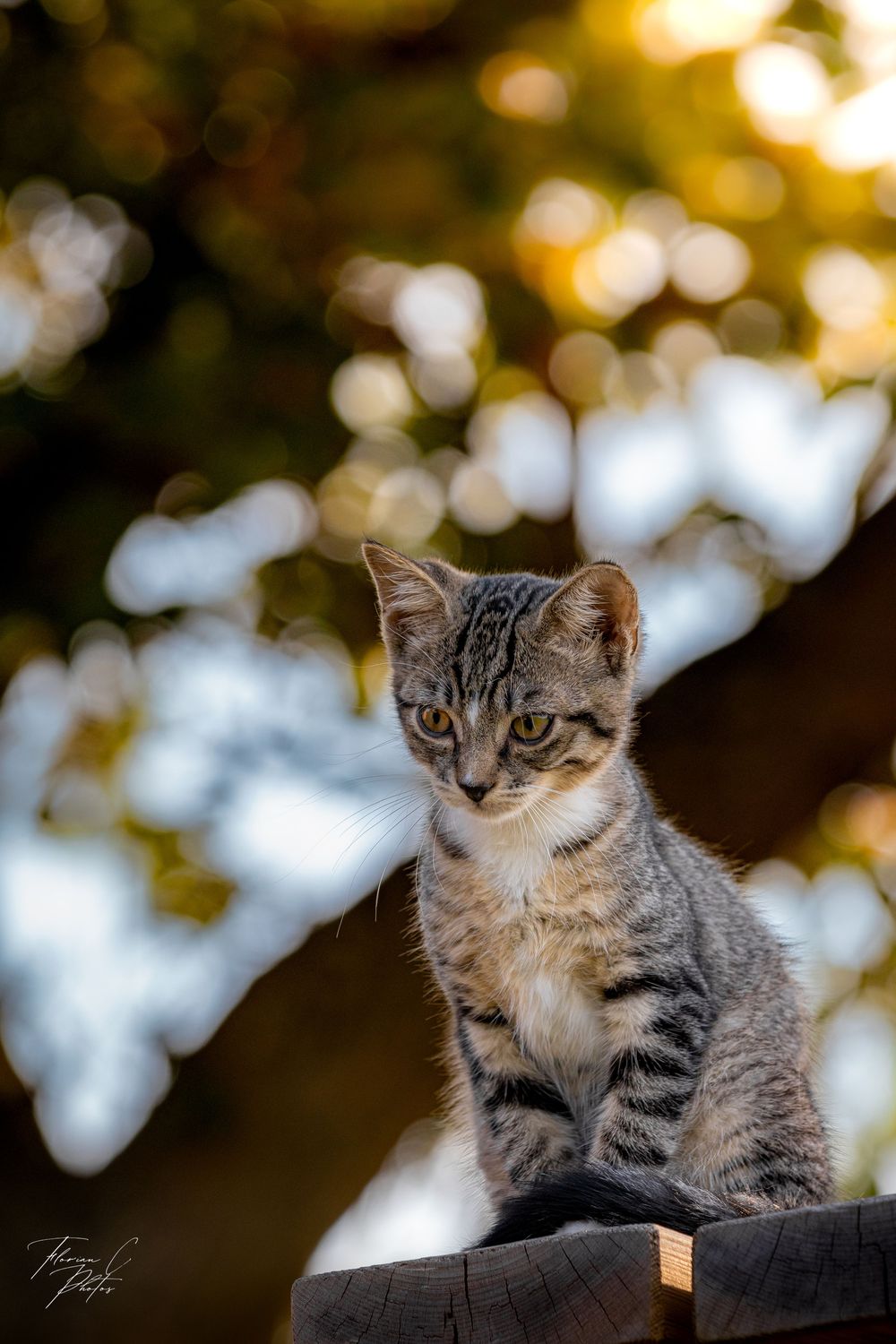 Chat / photo / nature / Alsace