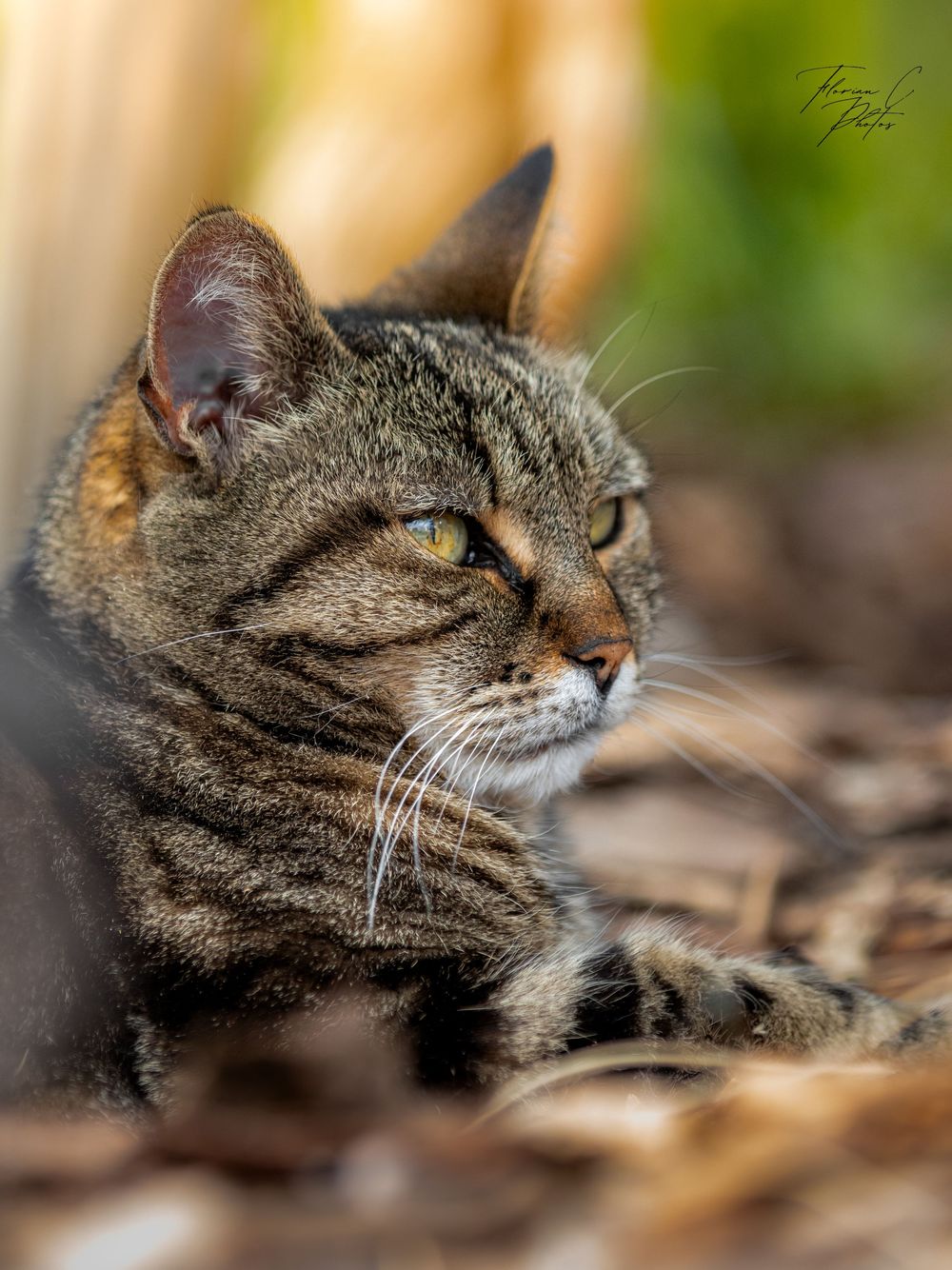 Chat / photo / portrait / nature