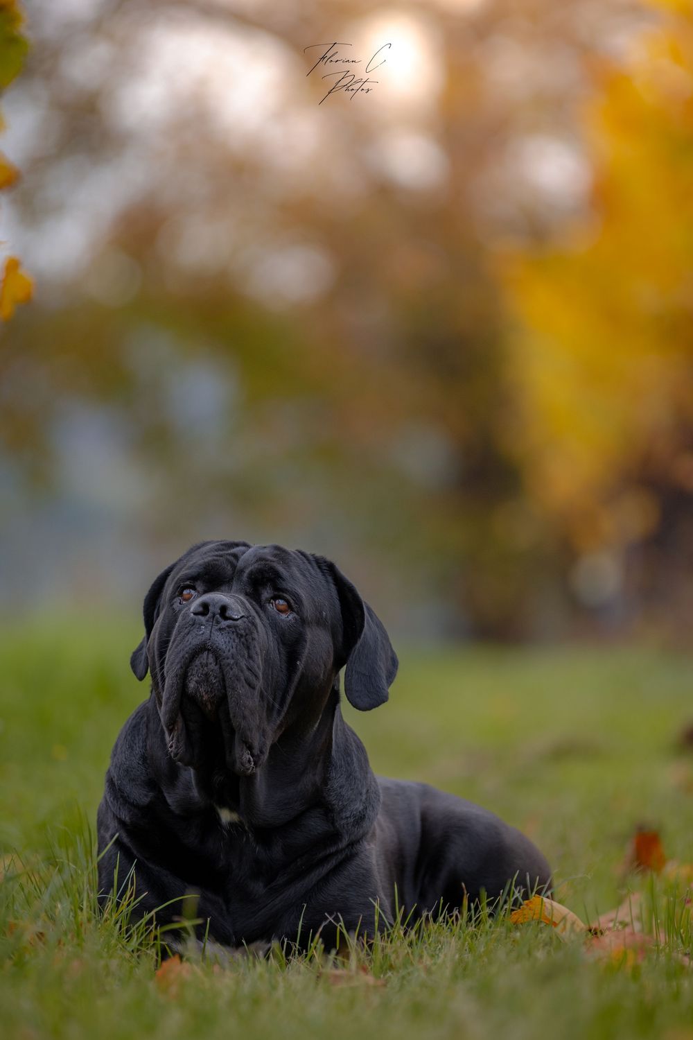 Chien / Cane Corso / vignes / automne / alsace