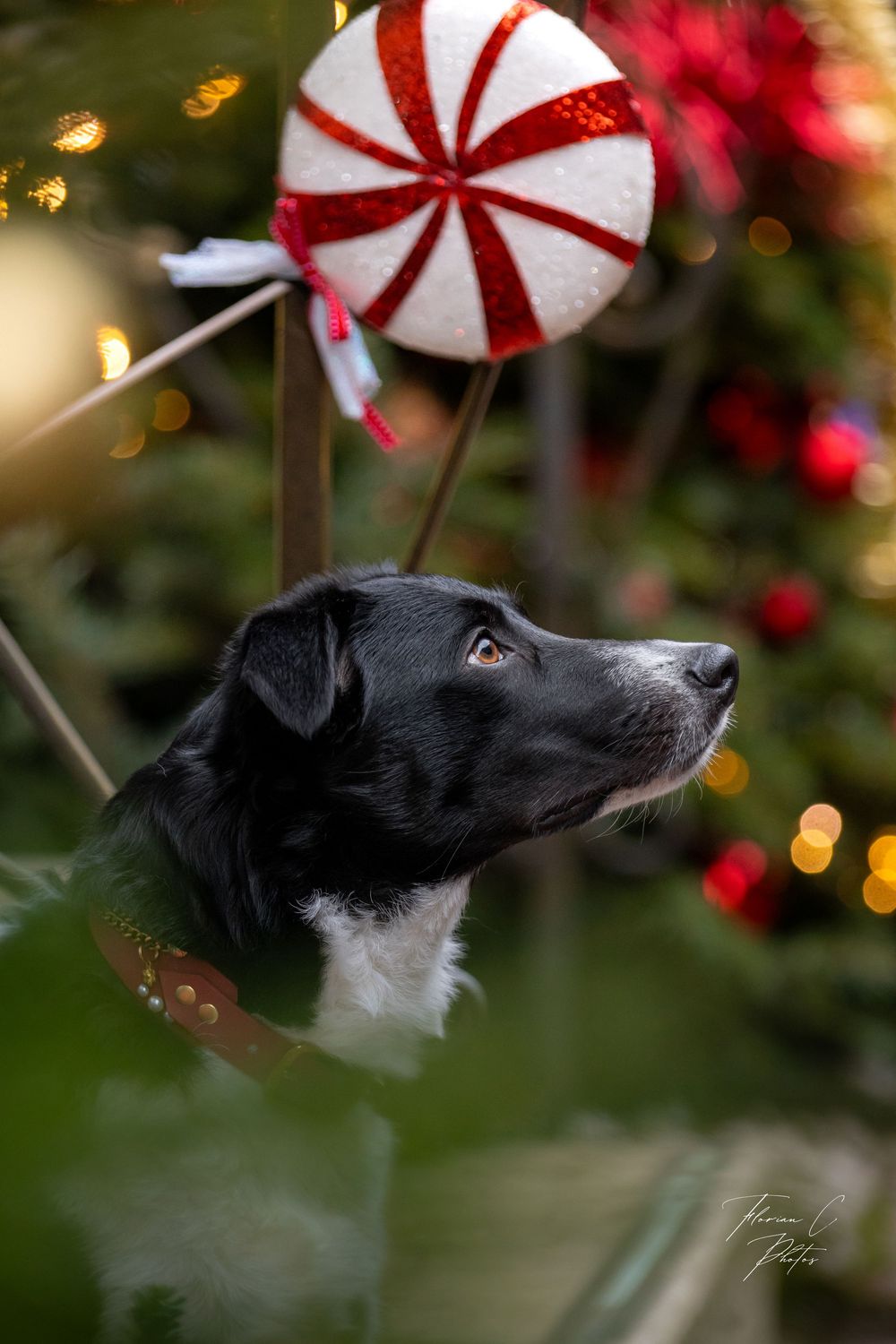 Chien / Noël / Border Collie / sucette / alsace / décoration noël