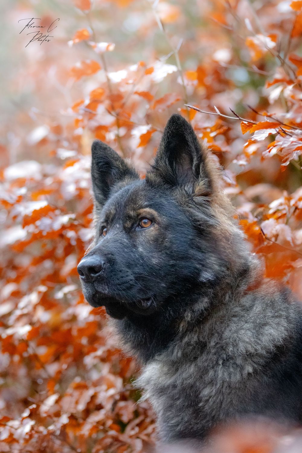 AS / Chien / Altdeutscher Schäfferhund / Automne / Feuillage / Orange / Alsace / Photo
