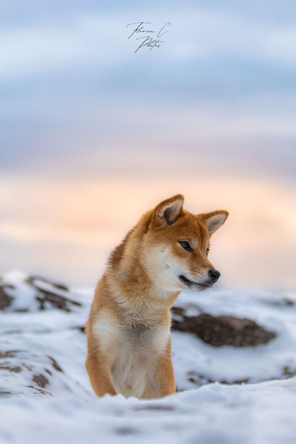 Shiba / soleil / hiver / neige