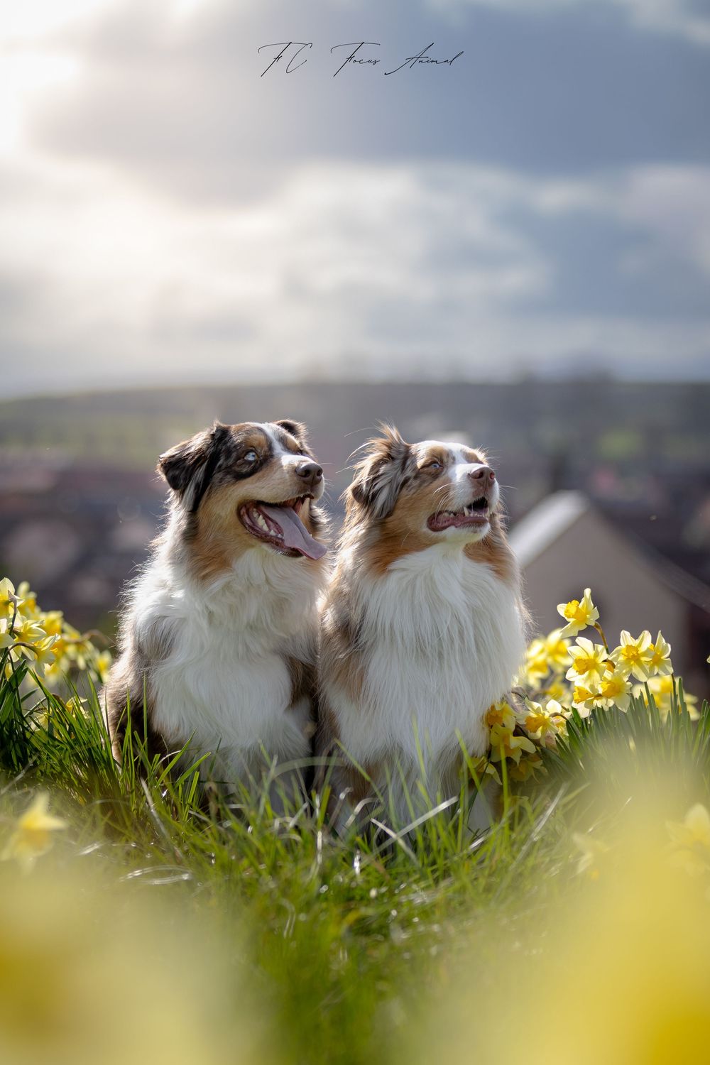 Chien / berger australiens / jonquilles / Alsace / printemps